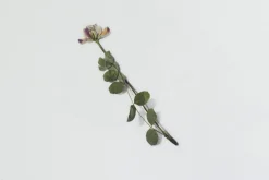 Astragalus Sinicus Pressed Flower Sticker
