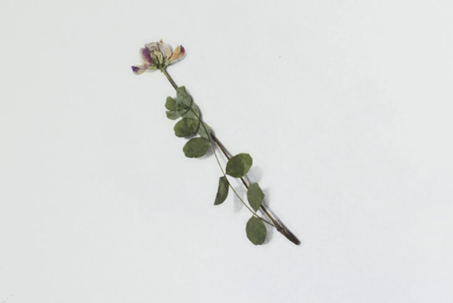 Astragalus Sinicus Pressed Flower Sticker