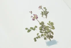 Astragalus Sinicus Pressed Flower Sticker