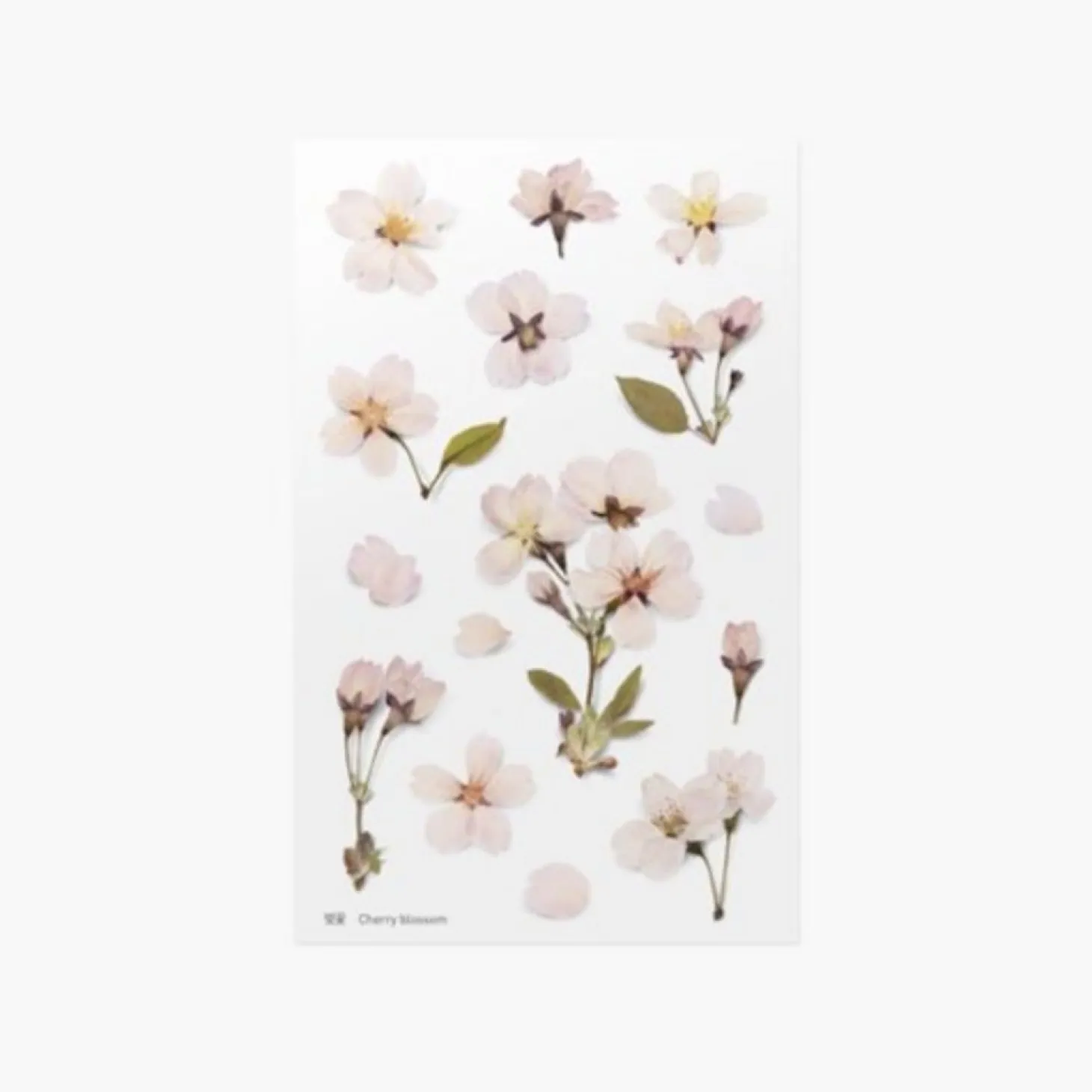 Cherry Blossom Pressed Flower Sticker
