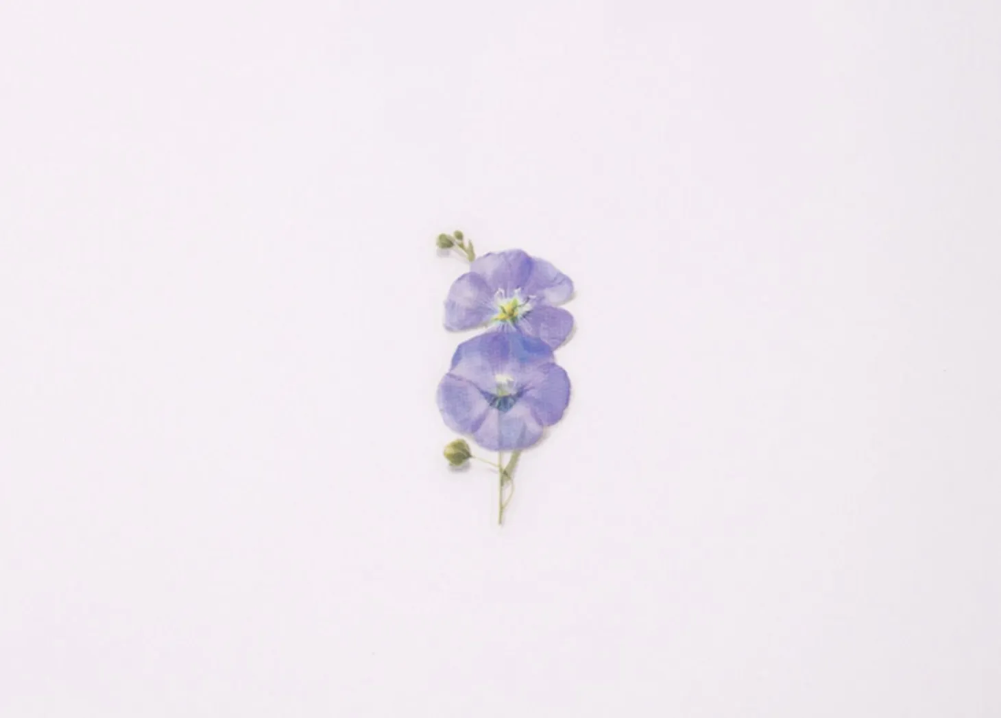 Flax Pressed Flower Sticker