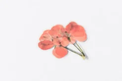 Geranium Pressed Flower Sticker