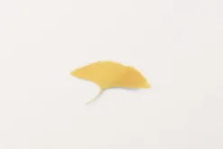 Ginkgo Pressed Flower Sticker
