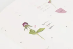 Globe Amaranth Pressed Flower Sticker