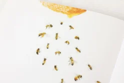 Honey Bee Nature Sticker