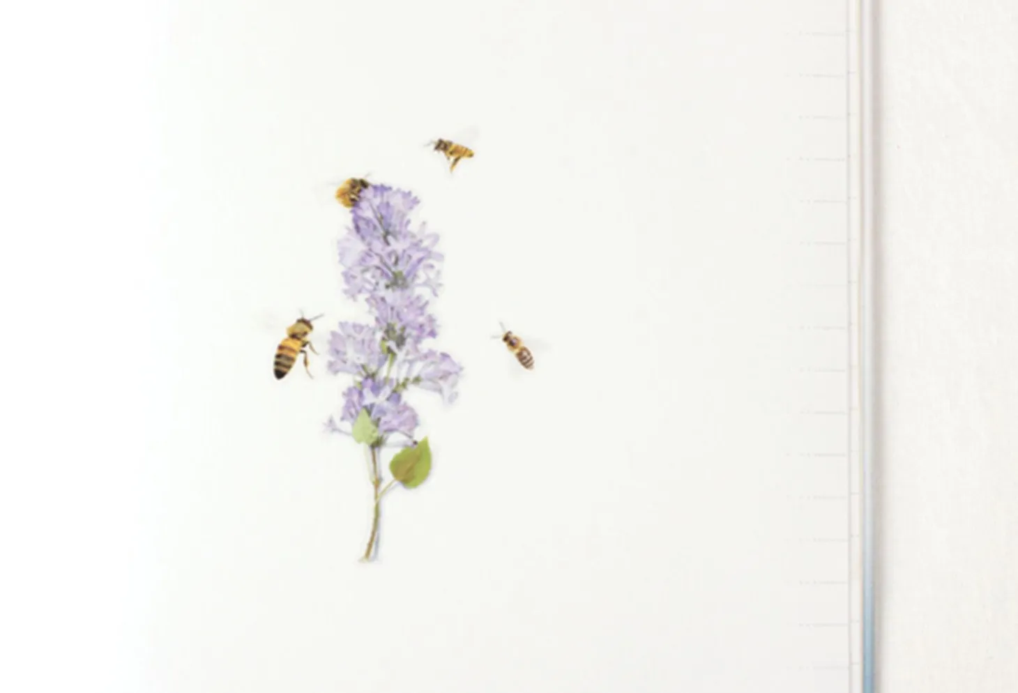 Honey Bee Nature Sticker