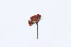 Mini Rose Pressed Flower Sticker