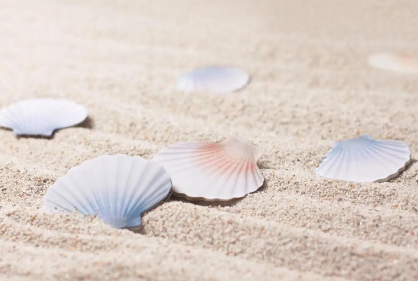 Scallop Sticky Note