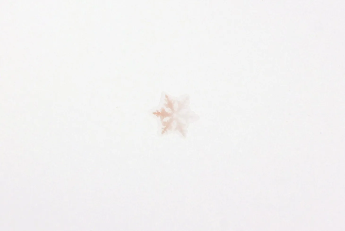 Snowflake Nature Sticker