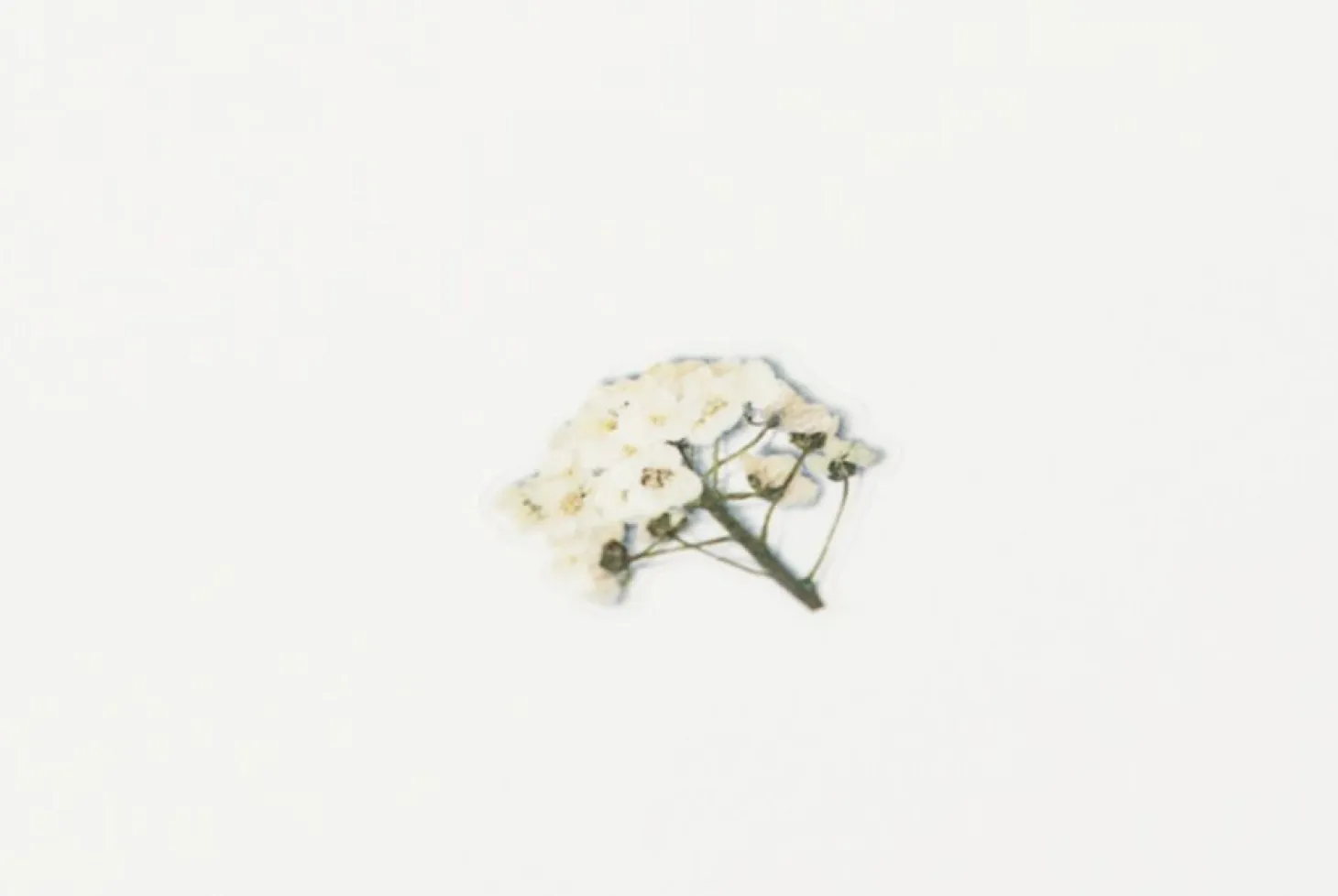 Sweet Alyssum Pressed Flower Sticker
