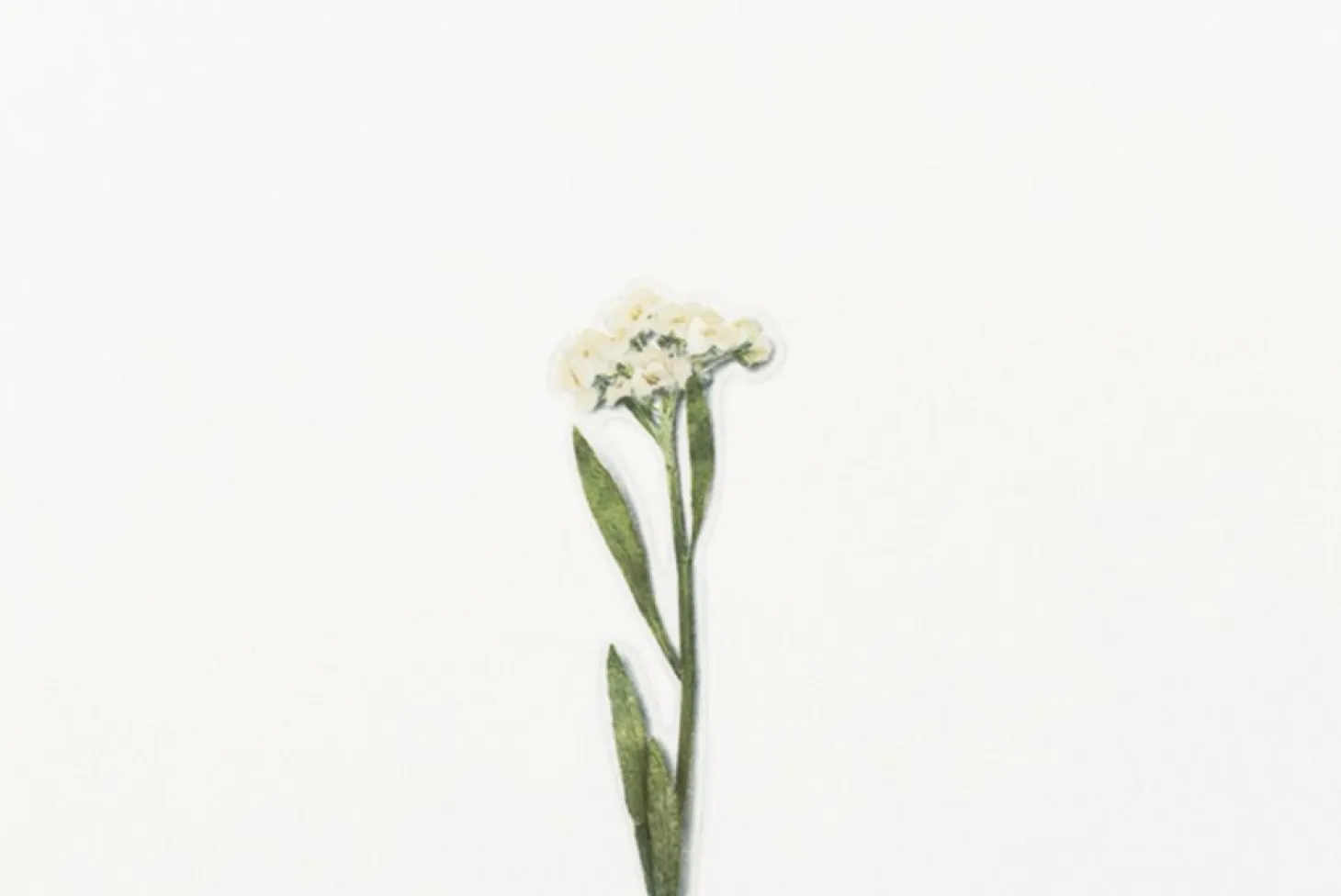 Sweet Alyssum Pressed Flower Sticker