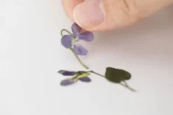 Violet Pressed Flower Sticker