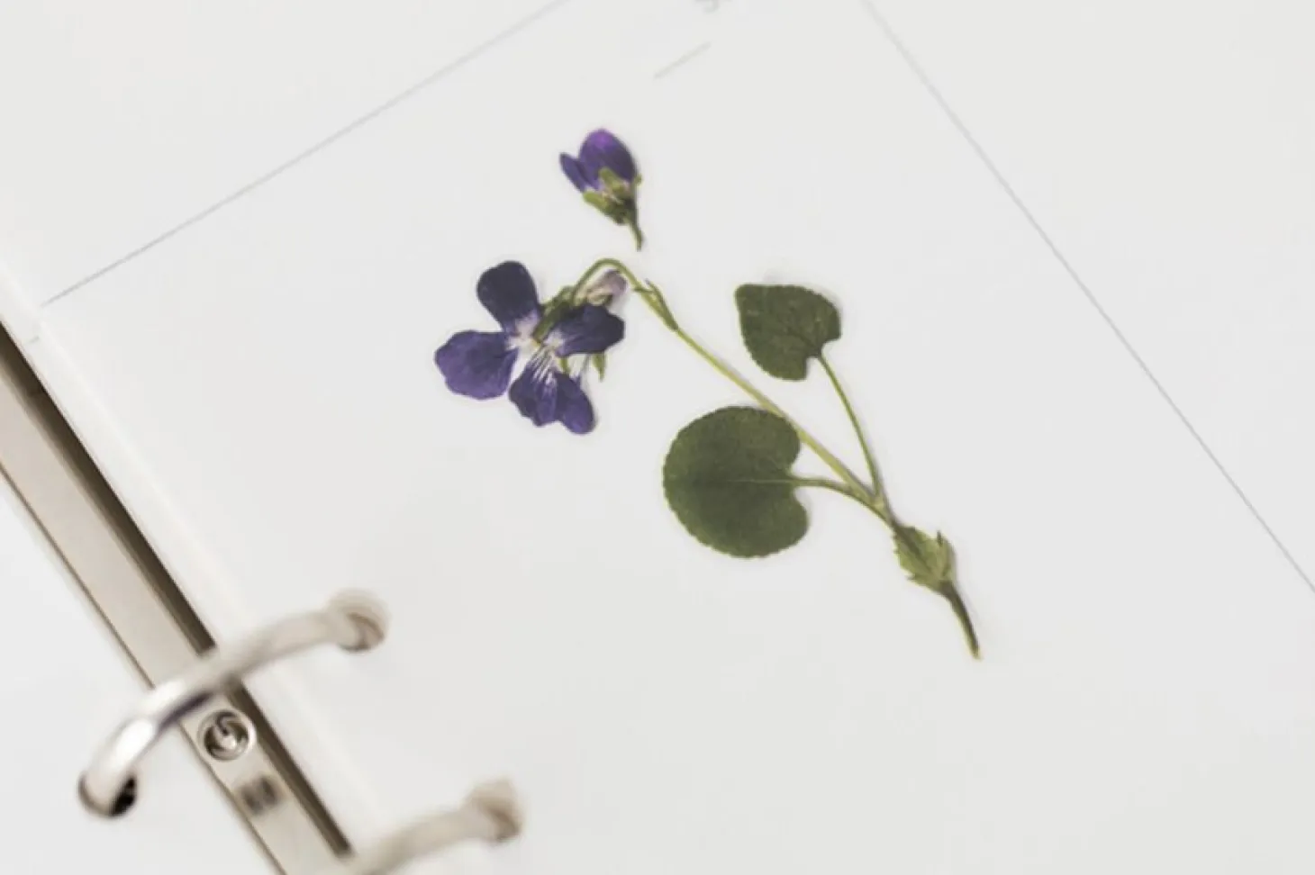 Violet Pressed Flower Sticker
